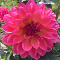 Carmen Harper Grace in the North Central Trial Garden