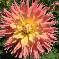 Allen's Angel Eye in the North Central Trial Garden