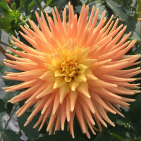 Clearview  Ken in the North Central Trial Garden