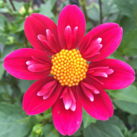 Kelsey Spirit in the North Central Trial Garden