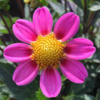 LO Lipstick in the North Central Trial Garden