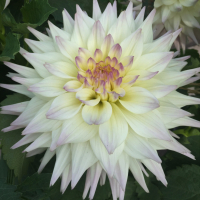 Netherton Cindy in the North Central Trial Garden