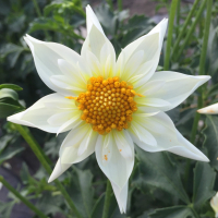 RaeAnns Volunteer in the North Central Trial Garden