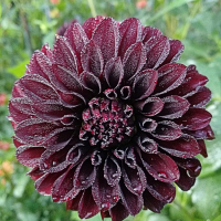 Dahlia Portrait-2nd Place-Robert Tobias-Fidalgo Blacky w/Frost