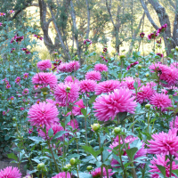 Gardens-2nd Place -Diane Kolb-Land of Enchantment