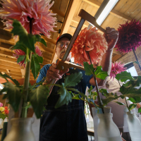 Shows-1st Place-Bill Meyer-Jim Monahan measures a dahlia