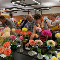 Shows-2nd Place-Beverly Dahlstedt-San Leandro Dahlia Show