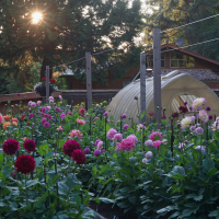 Gardens-HM-Trevor Hoff-Trevor’s Garden at Daybreak