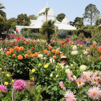 Gardens-3rd Place-Beverly Dahlstedt-Dahlia Dell