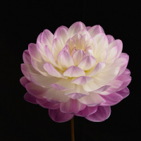 1st Place-Dahlia Portrait- Sandia Melody - Trevor Hoff