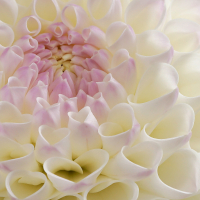 1st Place-Macro View - Hollyhill Miss White - Trevor Hoff