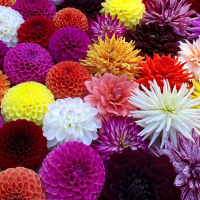 1st place-Two or more blooms – Collage - Trevor Hoff