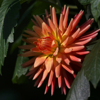 2nd Place-Dahlia Portrait - Bear Creek Sunrise - Bill Meyer