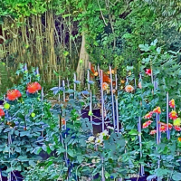 2nd Place-Gardens – Forest Garden - Mel Epstein