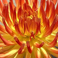 2nd Place-Macro View – Brandon J - Larry Smith