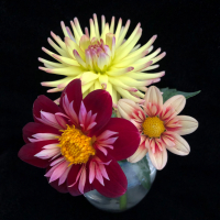 2nd Place-Two or more blooms - Trio of Blooms - Louise Henriksen