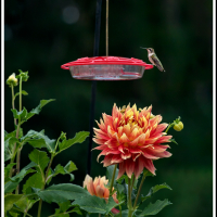 2nd place - OMG and Hummingbird - Loujeanne Cuje