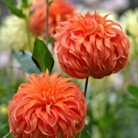 3rd Place-Two or more blooms - Bloomquist Jean - Sheila Smith