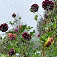 3rd Place-Gardens – Garden Web - Anne Maria Jacobson