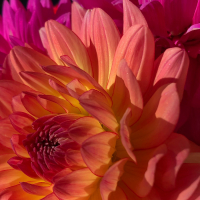 3rd Place-Macro View – Shimmering Goddess - Diana Cone
