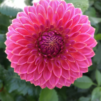 3rd Place-Dahlia Portrait – Polventon Kristobel - Joe Mismas