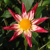 3rd Place-Undisseminated/Introductions – Seedling - Larry Smith
