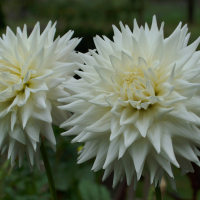 HM-Two or more blooms - Clearview Edie - Robert Leonelli
