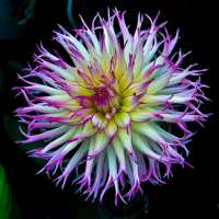 HM-Dahlia Portrait – Jennie - Kathryn Hargrave