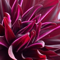 HM-Macro View - Hollyhill Black Beauty - Anne Maria Jacobson