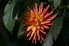 2nd Place-Dahlia Portrait - Bear Creek Sunrise - Bill Meyer