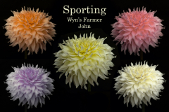 2nd Place-Digital Darkroom - Sport of Wyn’s Farmer John - Trevor Hoff