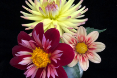 2nd Place-Two or more blooms - Trio of Blooms - Louise Henriksen