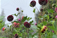 3rd Place-Gardens – Garden Web - Anne Maria Jacobson