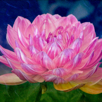 2nd Place  Class 8  Dahlia in the Rain  John Erve