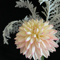 3rd Place  Class 2  Valley Porcupine  Louise Henriksen