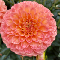 HM  Class 1  Peachy  Alysia Obina