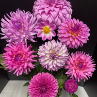 HM  Class 3  Dahlia Blooms  Mike Parrish