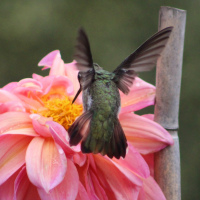 HM  Class 6  Hummingbird  Harvey Tatel