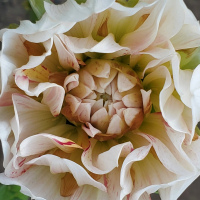 HM  Class 9  Holly Hill Snowfire  Kay Mackey
