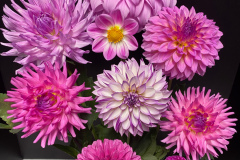 HM  Class 3  Dahlia Blooms  Mike Parrish