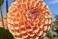 TG-25 Beehive