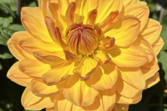 TG -29 Hollyhill Honeygold