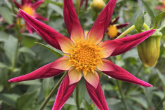 TG-33 SB's Star
