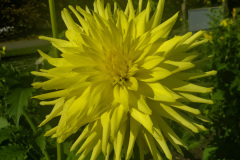 Allen's  Explosion