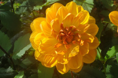 Hollyhill Honeygold