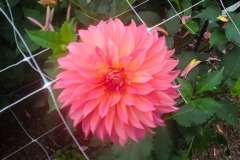Sandia Ruthie