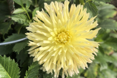 Jackie's Limoncello