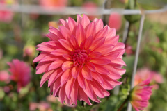 Sandia Ruthie
