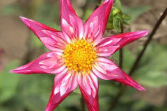 Sonsy Rose