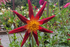 2-SBs-Star